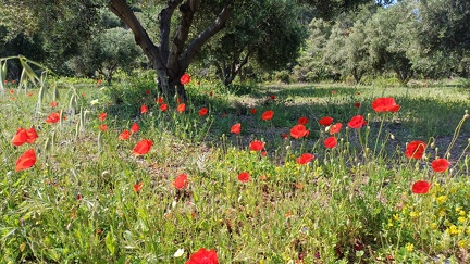 Rhodos, April / Mai 2025