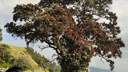 Wellington -  Coromandel (173)